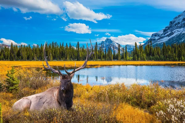 Kronhjort Med Grenade Antlers Vilar Gräset Vacker Natur Klippiga Bergen — Stockfoto