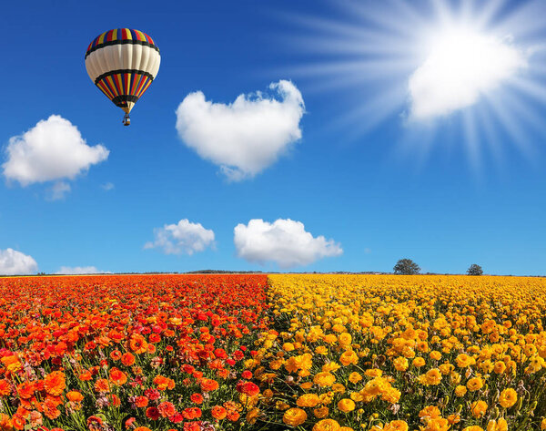 The fields of red and yellow garden buttercups. The spring sun and huge multi-color balloon over the flower field. Concept of rural and extreme tourism