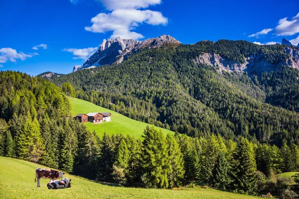 Farm cows resting in the valley. Dolomites, Val de Funes. Picturesque mountains surround the green alpine meadows of the valley