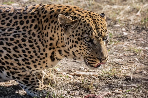 Macan Tutul Afrika Yang Mengagumkan Antara Sabana Kering Konsep Wisata — Stok Foto