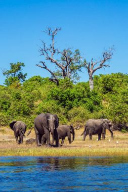 Afrika filleri sığ suda nehri geçerken sürüsü. Aktif ve egzotik turizm kavramı. Okavango Deltası'nda sulama. Botswana'da Chobe Ulusal Parkı