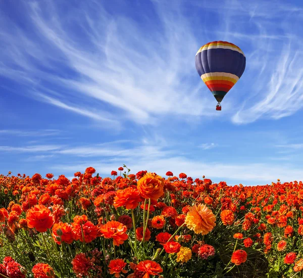 轻卷云预示着温暖的一天 多色气球缓缓飞过花园毛茛的盛开的田野 乡村与极端旅游概念 — 图库照片