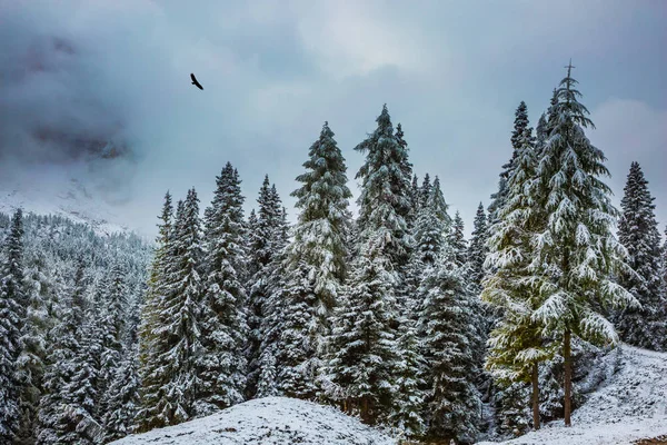 Tunga Regnmoln Flyger Över Bergen Vintergröna Skogar Dalen Täckt Med — Stockfoto