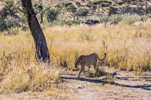 Leopardo Africano Magnífico Leopardo Manchado Nas Condições Naturais Savana Africana — Fotografia de Stock