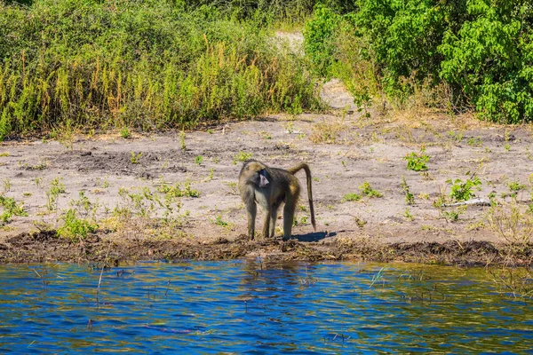 Μαϊμού Μπαμπουίνους Κατά Πότισμα Εθνικό Πάρκο Chobe Στην Μποτσουάνα Έννοια — Φωτογραφία Αρχείου