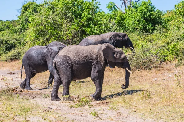 Orilla Del Río Okavango Manada Elefantes Africanos Riego Concepto Turismo — Foto de Stock