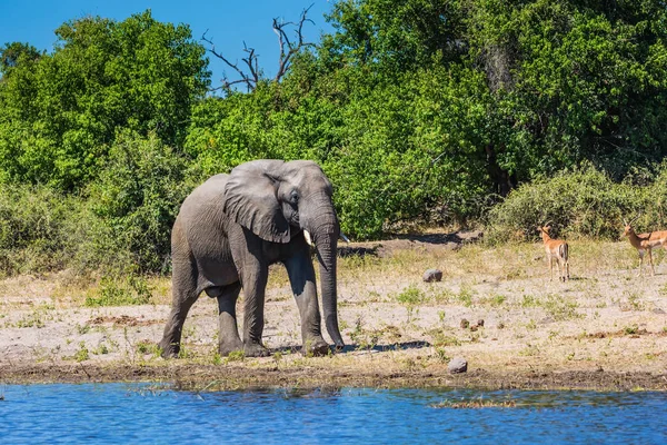 Concetto Turismo Attivo Esotico Parco Nazionale Chobe Botswana Innaffiare Elefante — Foto Stock