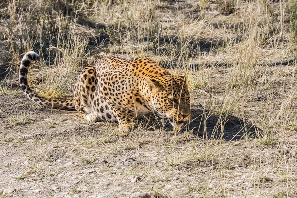 Groot Roofdier Wilde Savanne Afrikaanse Gevlekte Luipaard Voeding Reizen Naar — Stockfoto