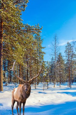 Ren geyiği dallı boynuzları karlı ormanda yürüyüş ile