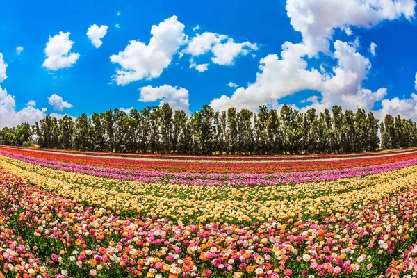 Spring in Israel.  The concept of modern agriculture and industrial floriculture. The scenic rural field. Magnificent multicolored flowering garden buttercups