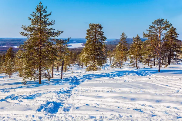 Karda Seyrek Iğne Yapraklı Orman Manzaralı Görünüm — Stok fotoğraf