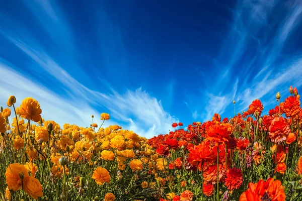 Bulutlu Gökyüzü Altında Bahçe Düğünçiçekleri Çiçek Açması Alanları — Stok fotoğraf
