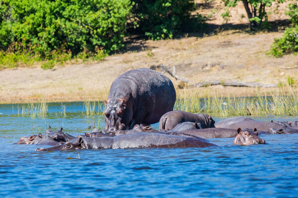 The concept of extreme and exotic tourism in Okavango Delta, Chobe National Park, Botswana. Huge herd of hippos resting in cool waters of the river 