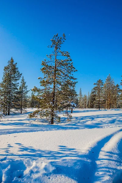 雪の中で針葉樹林に疎の風光明媚なビュー — ストック写真