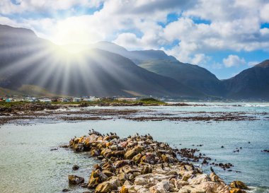 Penguenler arasında kıyı taşlar Atlantik National Park, Güney Afrika