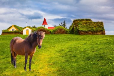 Sleek Icelandic horse grazes on a green lawn. Rural pastoral. Ethnographic Museum-estate Glaumbaer, Iceland. The concept of the historical and cultural tourism clipart