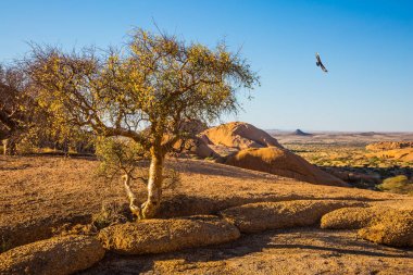 Namib Çölü granit taşlarının üzerinde kum akasya