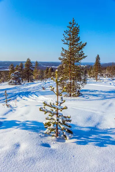 Vacker Utsikt Över Gles Barrskog Snö — Stockfoto