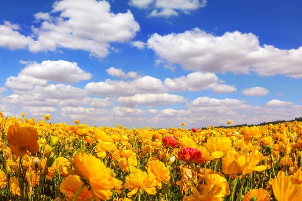 Champs Florissants Buttercups Jardin Sous Ciel Nuageux — Photo