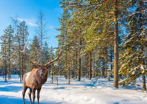 Rentiere Mit Verzweigten Hörnern Spazieren Verschneiten Wald — Stockfoto