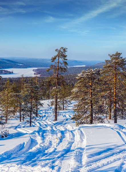 Vacker Utsikt Över Gles Barrskog Snö — Stockfoto