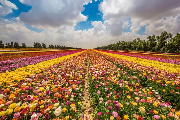 Trädgård blommor — Stockfoto