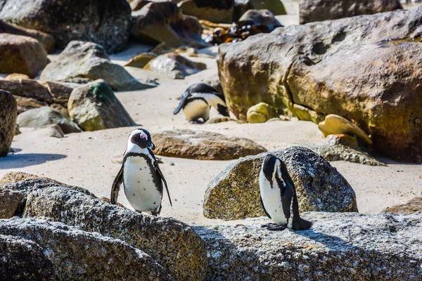 Głazy Kolonii Pingwinów Stołową National Park Rpa Dwa Pingwiny Piasku — Zdjęcie stockowe