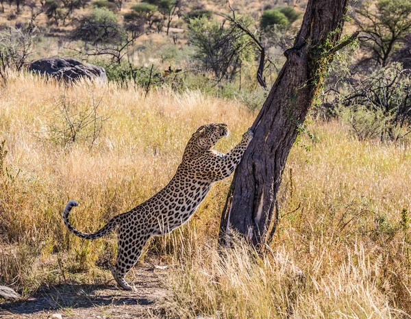 Afrikaanse Luipaard Gespot Afrikaanse Savanne Namibië — Stockfoto