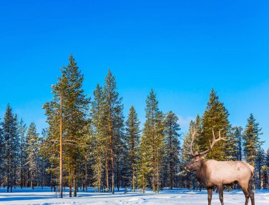Dallı boynuzları ile muhteşem bir Ren geyiği. Karla kaplı orman parlak soğuk kış günü. Aktif ve ekolojik turizm kavramı