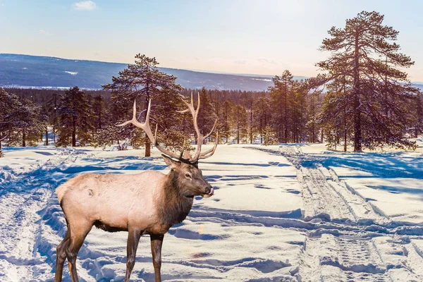 숲에서 사슴입니다 적극적이 관광의 크리스마스 컨셉입니다 북극의 — 스톡 사진