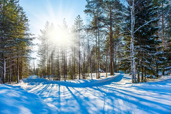 Bir Kış Masal Yolculuk Bir Çam Ormanı Karlı Akşamları Kuzey — Stok fotoğraf