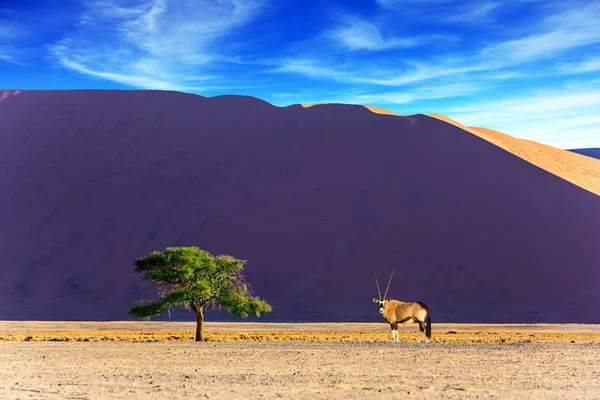 Conceito Turismo Extremo Exótico Africano Oryx Gaselle Duna Pôr Sol — Fotografia de Stock