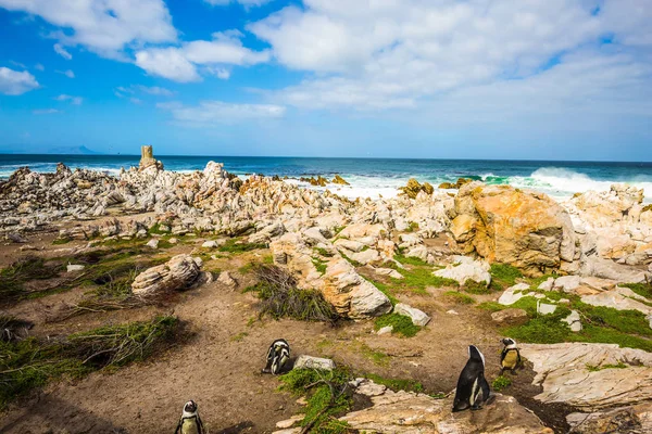 Koncept Ekoturistiky Atlantický Oceán Africké Tučňáci Mezi Pobřežní Kameny Kolonie — Stock fotografie