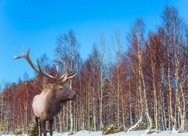 Soğuk kış günbatımı Arctic. Bir kış orman kenarında bir Ren geyiği. Aktif ve ekolojik turizm kavramı