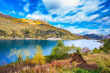  Şık at sakince yüksek otların arasında bir çayır üzerinde bekletin. Ekolojik ve tarım turizm kavramı. Dağ gölü Lago di Fedaia, Dolomit