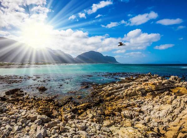 Bright Sun Illuminates Stony Shore Algae Surroundings Cape Town Boulders — Stock Photo, Image