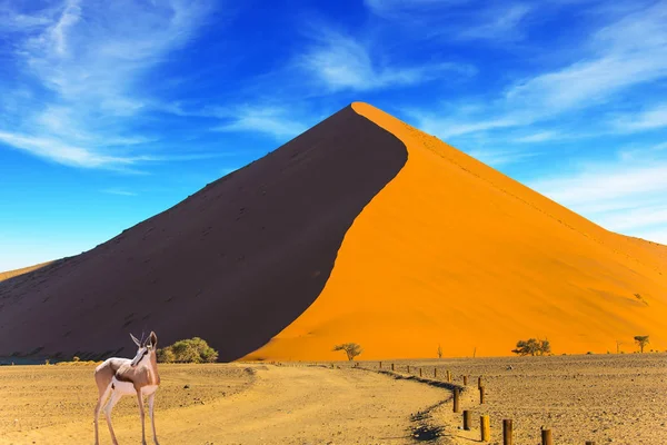 Pôr Sol Deserto Namib Mais Velho Mundo Antílope Africano Impala — Fotografia de Stock