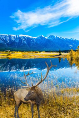 Cesur muhteşem geyik 