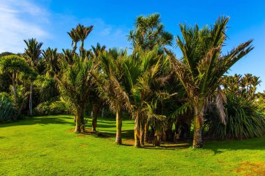 İnce palmiye ağaçları 
