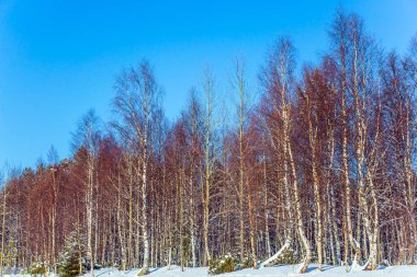 Donmuş bir nehrin kıyısındaki orman.