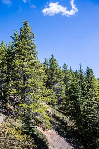 Ağaçlık yamaçlar 