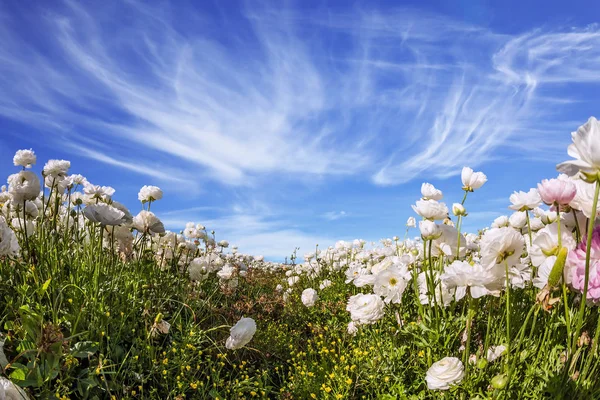 Pittoresco campo di fioritura ranuncoli bianchi — Foto Stock