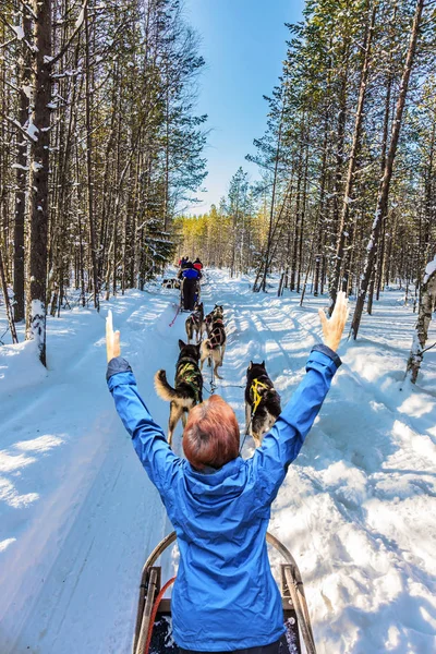 Geweldige rit op Finnish husky en vrouw — Stockfoto