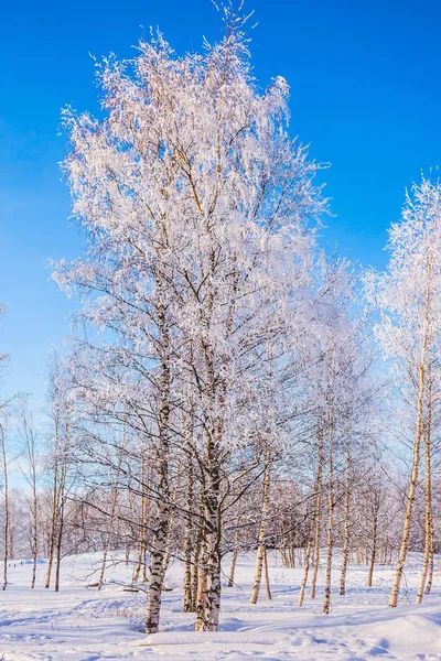 Brillante día de invierno helado — Foto de Stock