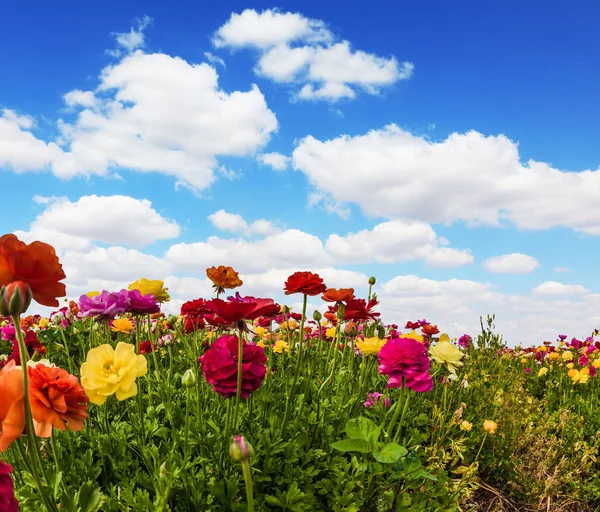 Blommande Kibbutz Field — Stockfoto