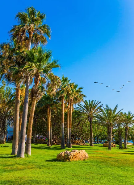 Palm grove and green grass lawns — Stock Photo, Image