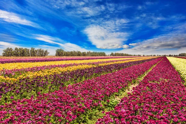 Het gebied van bloeiende boterbloemen — Stockfoto