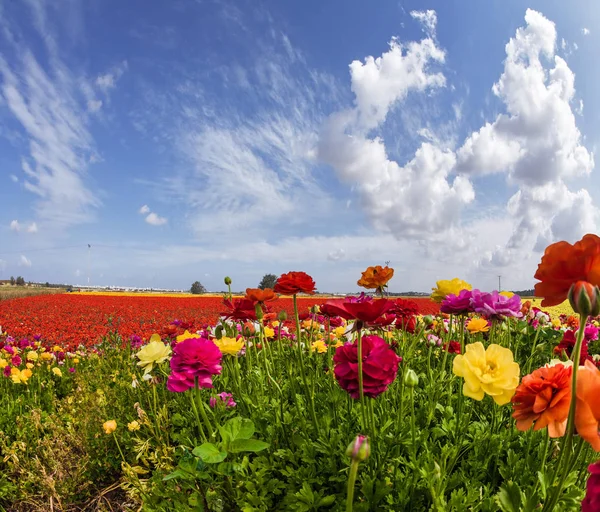 Multi-colored garden buttercups — Stock Photo, Image