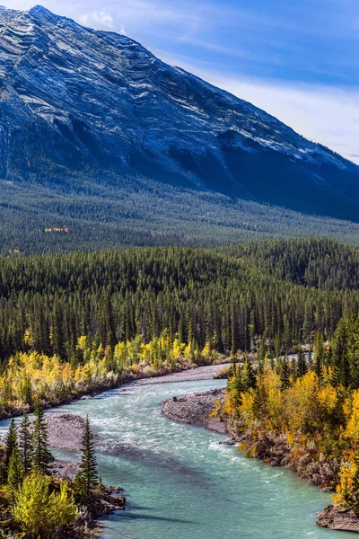 Evergreen forest — Stock Photo, Image