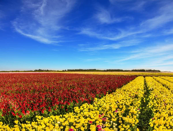 Boerenveld van rode en gele ranunculus — Stockfoto